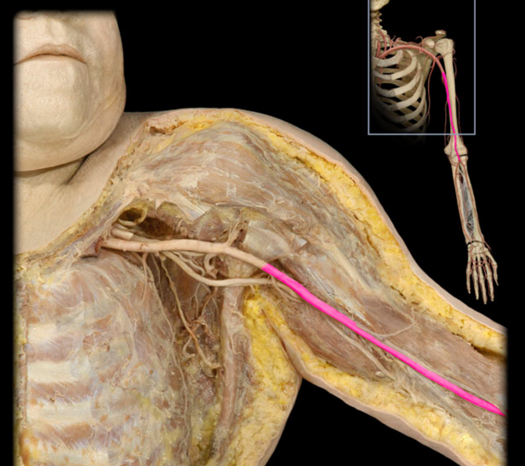 <p>artery of the upper arm; goes to upper arm, elbow, forearm, and hand</p>