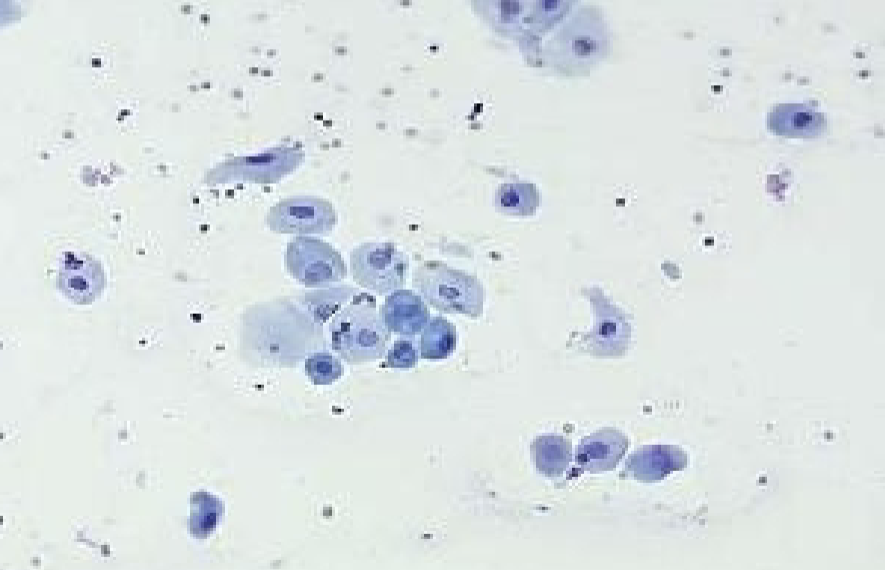 <p>estrus stage </p>