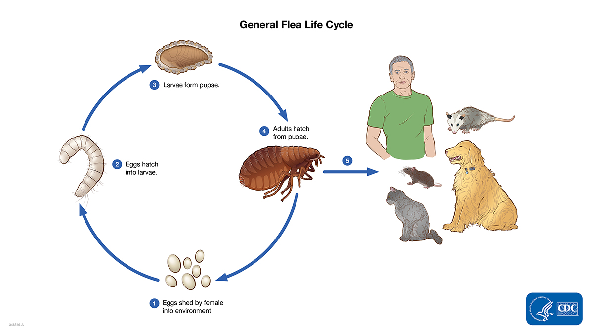 <ol><li><p>After taking a blood meal, fleas mate and begin laying eggs</p></li><li><p>After hatching, fleas enter the larval stage</p></li><li><p>Larvae spin a cocoon and enter the pupa stage</p></li><li><p>Adult fleas emerge from the cocoon when there is the presence of a host</p></li></ol><p>Phylum - Arthropoda </p><p>Class - Insecta </p><p>Order - Siphonaptera</p><p></p>