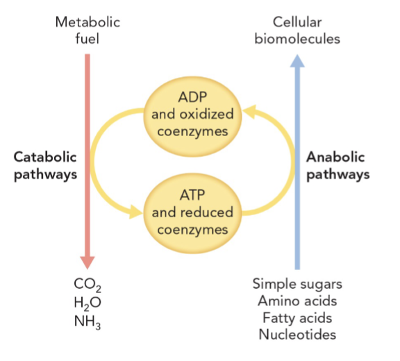 <p>catabolic: extracting energy from metabolic fuels which convert fuel into high potential energy compounds ATP and NADH </p><p>anabolic: high potential energy compounds used for biosynthesis of biomolecules </p><p>under conditions of low nutrients/sunlight = catabolic pathways degrade stored metabolic fuels to generate ATP </p><p>when nutrients/sunlight are high = ATP used to replenish supplies of stored metabolic fuel </p><p>M2T1</p>