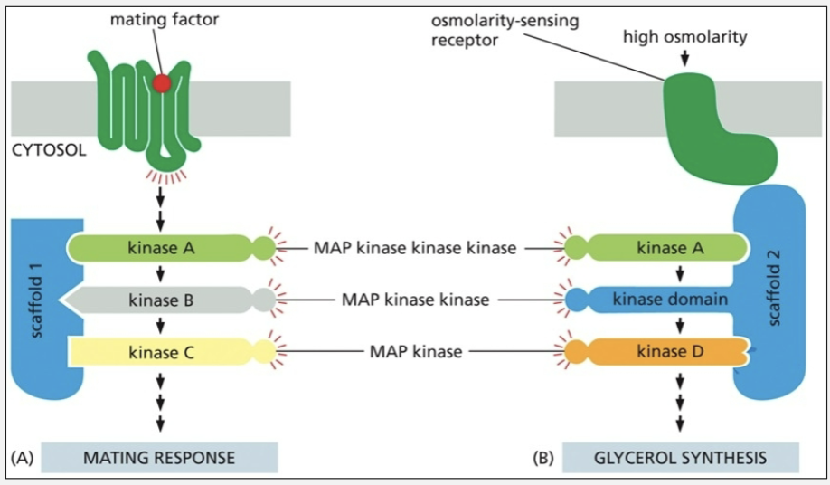 <ul><li><p>scaffold proteins</p><ul><li><p>help to limit inappropriate crosstalk between signaling pathways with shared components</p></li></ul></li></ul><p></p>