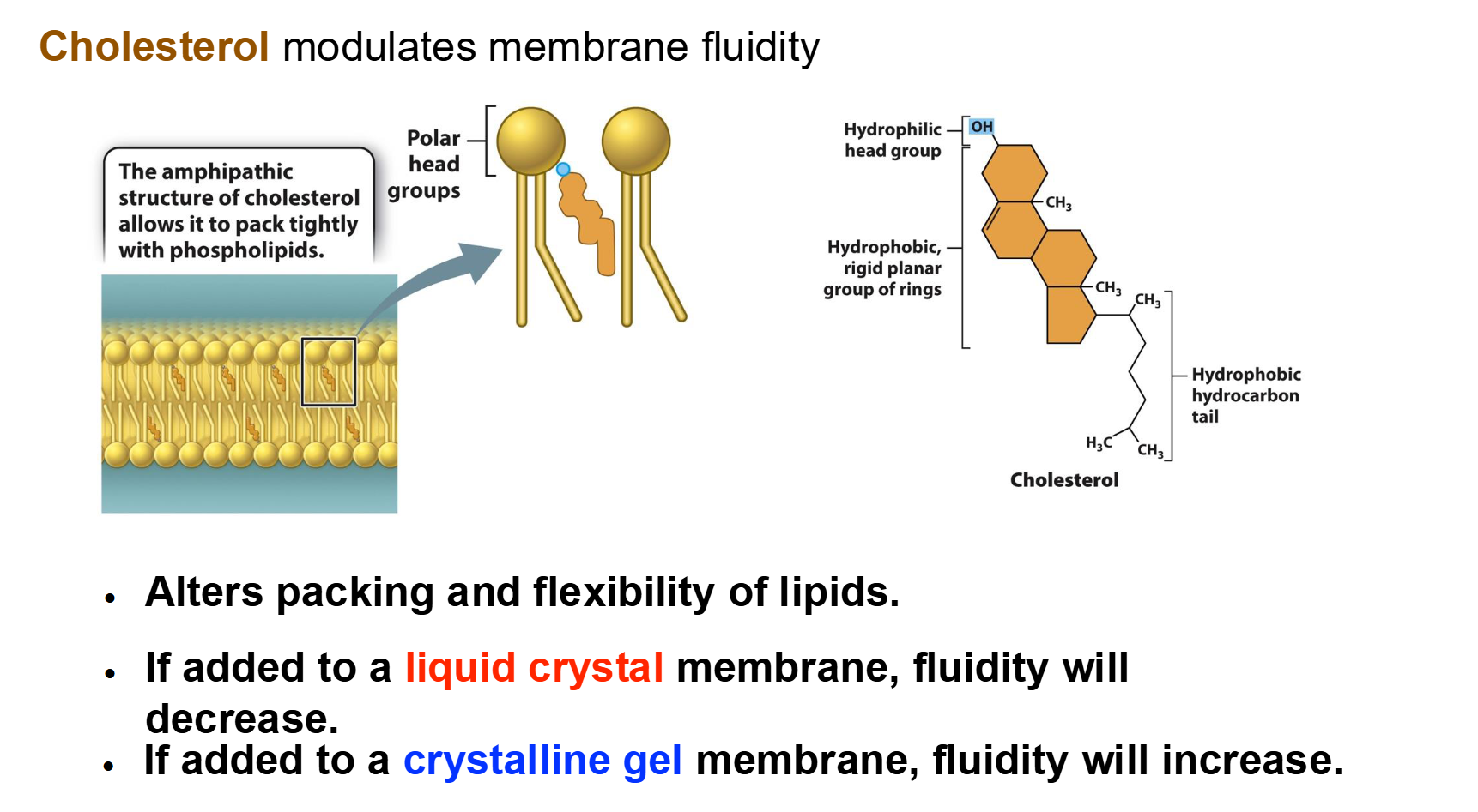 <ul><li><p><span>Warming increases fluidity ⟶ liquid crystal</span></p></li><li><p><span>Cooling decreases fluidity ⟶ crystalline gel</span></p></li><li><p><span>Membrane fluidity is determined by the nature of lipids in membrane:</span></p></li><li><p><span>Unsaturated lipids increase fluidity</span></p></li><li><p><span>Saturated lipids reduce fluidity</span></p></li><li><p><span>Cholesterol acts as a <strong>bidirectional </strong>regulator of membrane fluidity because at high temperatures, it stabilizes the membrane and raises its melting point</span></p></li><li><p><span>At low temperatures it intercalates between the phospholipids and prevents them from clustering together and stiffening.</span></p></li></ul><p></p>