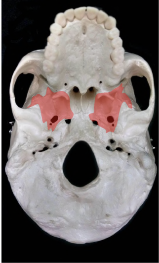 <p>what bone is this</p>