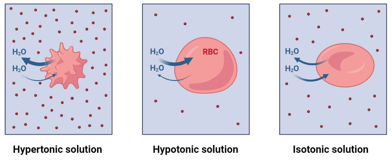 <p>Isotonic: Solute concentration is <strong>equal </strong>inside and outside the cell</p><p></p><p class="has-focus">Hypotonic: Solution has a <strong>lower</strong> solute concentration outside the cell</p><ul><li><p class="has-focus">Ex. More H<sub>2</sub>O outside of the cell</p></li></ul><p class="has-focus"></p><p class="has-focus is-empty">Hypertonic: Solution has a <strong>higher </strong>solute concentration outside the cell</p><ul><li><p class="has-focus">Ex. Less H<sub>2</sub>O outside of the cell</p></li></ul><p class="has-focus"></p><p class="has-focus"></p>