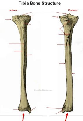 <p>Tibia</p>