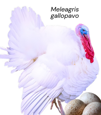 <ul><li><p>Meat type</p></li><li><p>12-14kg and 7-9kg female at 16-20 weeks</p></li><li><p>USA</p></li><li><p>Large body size, broad breast, white feathers for clean carcass, fast growth rate, and high feed efficiency.</p></li></ul><p></p>