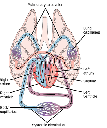 <p>right atrium, right ventricle, pulmonary arteries, pulmonary capillaries, pulmonary veins, left atrium, left ventricle (mixed oxygenated blood), aorta, systemic arteries, systemic capillaries, systemic veins, right atrium</p>