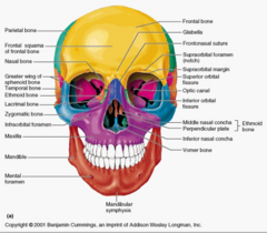 <p>frontal bone (roof/superior rim)</p><p>sphenoid bone & zygoma (lateral)</p><p>zygoma & maxilla (floor)</p><p>ethmoid & maxilla (medial)</p>