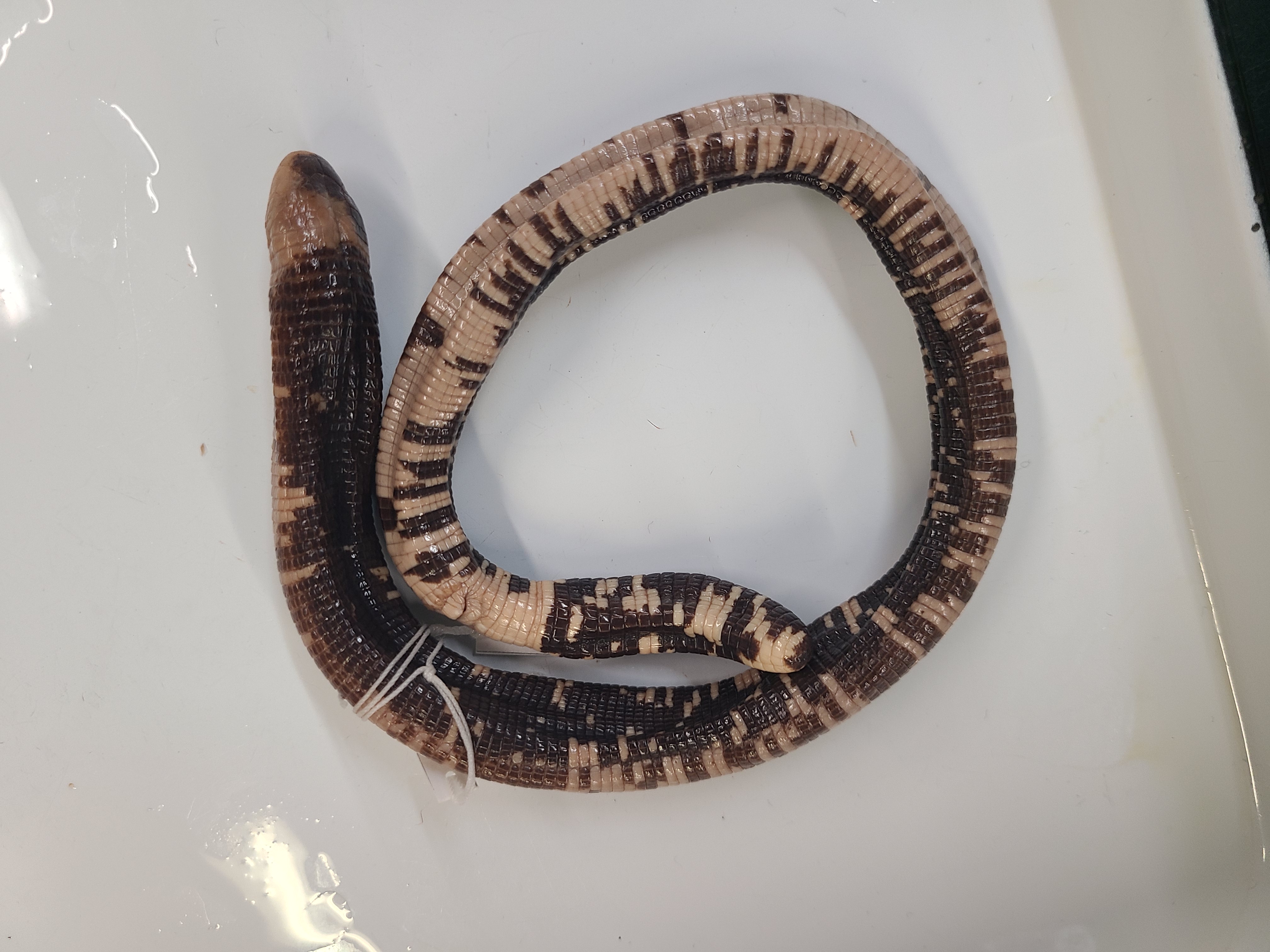 <p>Clade and Family of Amphisbaena fuliginosa</p>