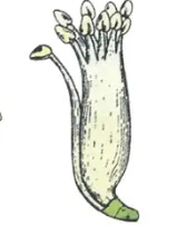 <p>9 stamens with fused filaments + 1 stamen basally fused </p>