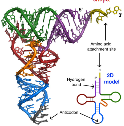 <p>Brings specific amino acids to the ribosome during translation. (molecular bridge) </p><ul><li><p>made of a single strand of RNA </p></li><li><p>Has<span style="color: red;"> Anticodon</span> (complementary to mRNA codon) </p></li><li><p>complex 3D L , cloverleaf shape (due to base pairing) </p></li></ul><p></p>