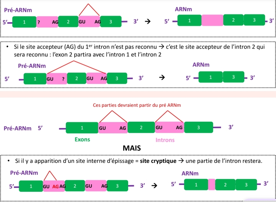 <p>Définition du cours : Si le site donneur GU n’est pas reconnu, l’intron peut rester dans l’ARNm. Si le site accepteur AG n’est pas reconnu, un autre site peut être utilisé, ce qui peut entraîner la perte d’un exon. Un site interne nouvellement utilisé est appelé site cryptique. Explication simplifiée 💡 : Une mauvaise reconnaissance peut modifier le découpage final de l’ARNm.</p>