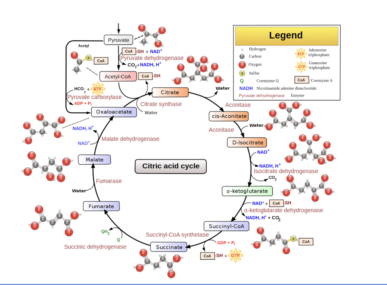 <p>Details of the citric acid cycle </p>