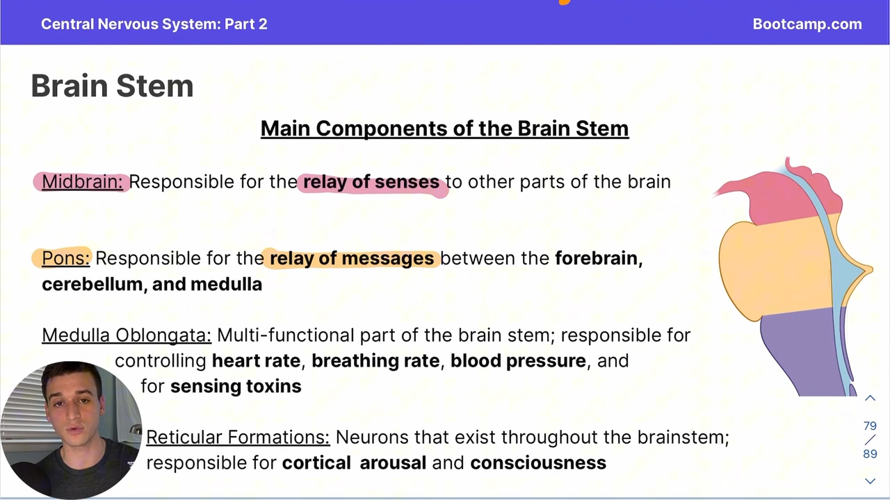 <p>In the brain stem </p><p>Responsible for the relay of senses to other parts of the brain </p>