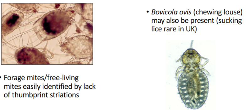 <ol><li><p>forage mites </p></li></ol><ul><li><p>lack of thumbprint pattern</p></li></ul><ol start="2"><li><p>chewing lice </p></li></ol><ul><li><p>bovicula ovis </p></li></ul><p></p>