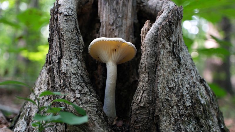 <p>Feeding by releasing enzymes onto food and absorbing the digested products.</p>