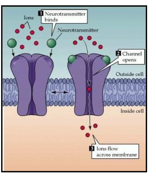 <ul><li><p>A specific <strong>molecule (ligand)</strong> binding to the outside of the channel.</p></li><li><p>Binding of a ligand produce conformational change in the structure of the receptor/channel</p></li><li><p>Think of this like a lock and key. A signaling molecule (like a neurotransmitter) binds to a receptor site on the exterior part of the protein, causing the gate to pop open.</p></li><li><p>The protein acts like a <strong>selective tunnel</strong>. When it opens, it forms a continuous pore through the membrane. Ions simply "flow" through the open gate by the thousands.</p></li></ul><p></p>