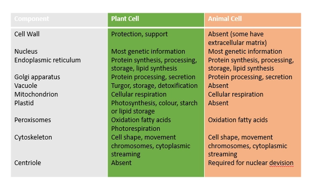 <p>(chloroplast)</p><ul><li><p>organelle that carries out photosynthesis to create sugars, transforming light energy into chemical energy</p></li></ul><p>(cell wall)</p><ul><li><p>major upgrade of the plasma membrane</p></li><li><p>helps to provide structure and stability for plant cells, under force and tension</p></li></ul><p>(plasmodesmata)</p><ul><li><p>holes in the cell walls, that connect neighbouring plant cells (to have continuous cytosols)- so some plant organs are like one big cell</p></li></ul><p>(vacuole)</p><ul><li><p>animals have tiny vacuole bodies, but plant ones are giant</p></li><li><p>these contain lots of liquid, stored starch / sugar (chloroplast products), defense toxins (seperate from harming the cell, but when eaten will harm the attacker)</p></li><li><p>these can store toxins absorbed from the environment / created in the cell, to maintain seperation</p></li><li><p>the vacuole provides plant cells with a rigid and sturdy (turgid) shape (providing lots of tension on the cell wall) VS animal cells which are squishy and easily pop (cannot withstand much tension)</p></li></ul><p>(peroxisomes involved with photorespiration)</p><ul><li><p>peroxisomes exist in animals too, which do the same main function of oxidating fatty acids</p></li><li><p>however in plant cells they have the additional function of photorespiration (not in animals, they dont do photosynthesis)</p></li></ul><p></p>