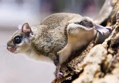 <p>Southern Flying Squirrel</p>