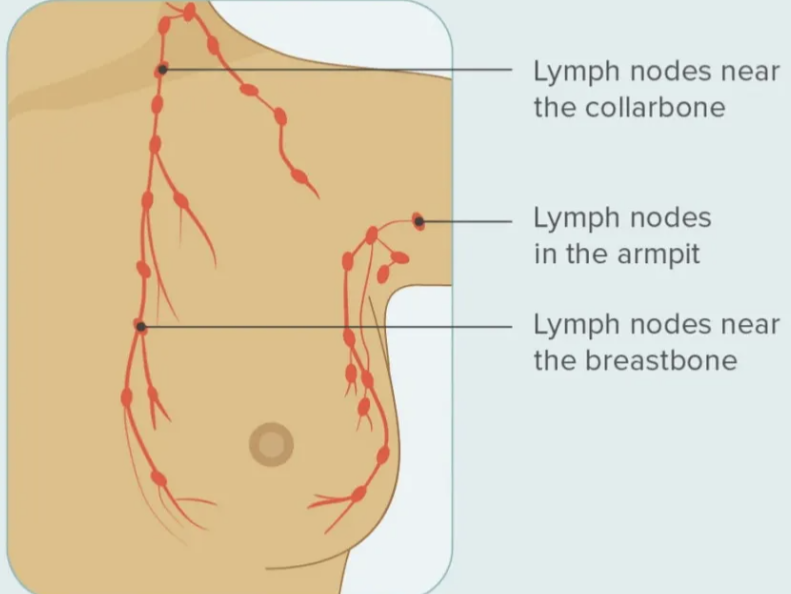 <p>axillary lymph nodes </p>