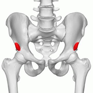 <p>ilium</p>