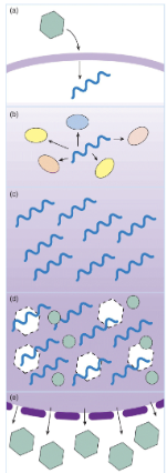 <p>any infection that results in the production of more infectious virus at the end than at the start is classified as a productive infection</p>