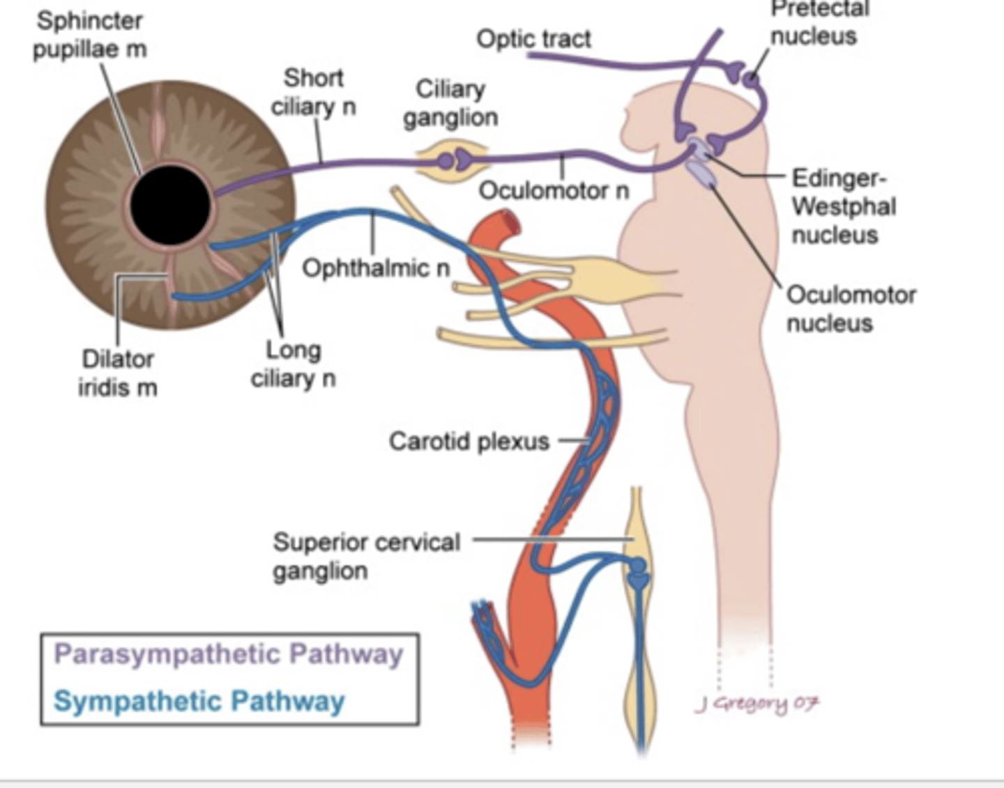 <p>PARASYMPATHETIC PATH</p><p>- retina before optic tract, detects light</p><p>- in pupillary reflex reaction, optic nerve bypasses LGN, does not synapse there, goes straight to pretectal nucleus</p><p>- synapses on both EW nucleus</p><p>- travels along CN3 to ciliary ganglion</p><p>- short ciliary nerve to iris sphincter</p>