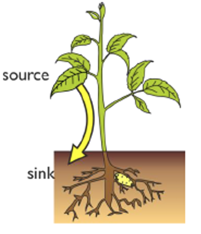 <p>During the summer → sugar is mostly transported from the leaves, where it is made by photosynthesis (source) to the roots, where it is stored (sink) </p>