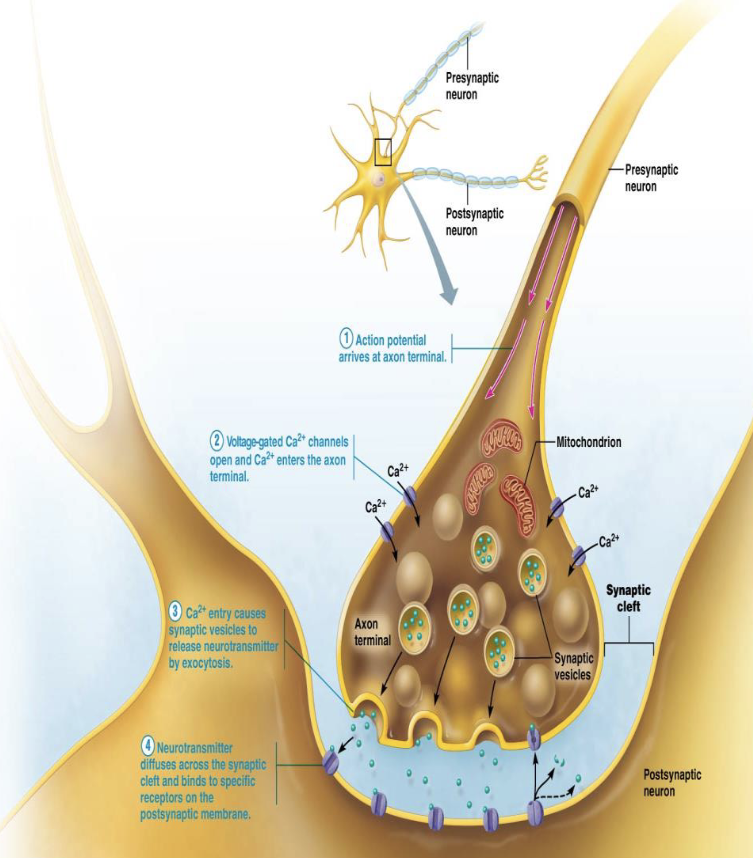 <p><strong>Signal Transfer Across the Synapse</strong></p><ul><li><p>What activates voltage-gated Ca+ channels?</p><ul><li><p>What happens when Ca+ enters the presynaptic terminal?</p><ul><li><p>What process releases neurotransmitters into the synaptic cleft?</p><ul><li><p>How do neurotransmitters cross the synaptic cleft?</p></li></ul></li></ul></li></ul></li></ul><p></p>