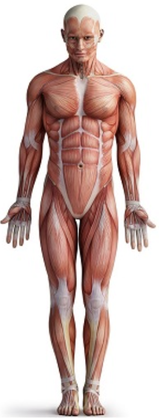 <p>Standing, Facing forward (anterior), Upper limbs at side of body, Palms forward (anterior), Toes forward (anterior)</p>
