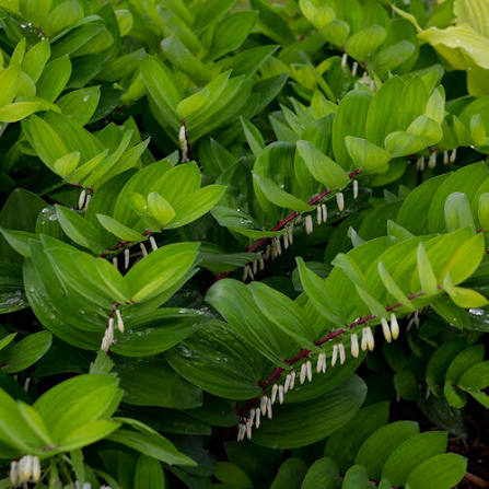 <p>solomon’s seal</p>