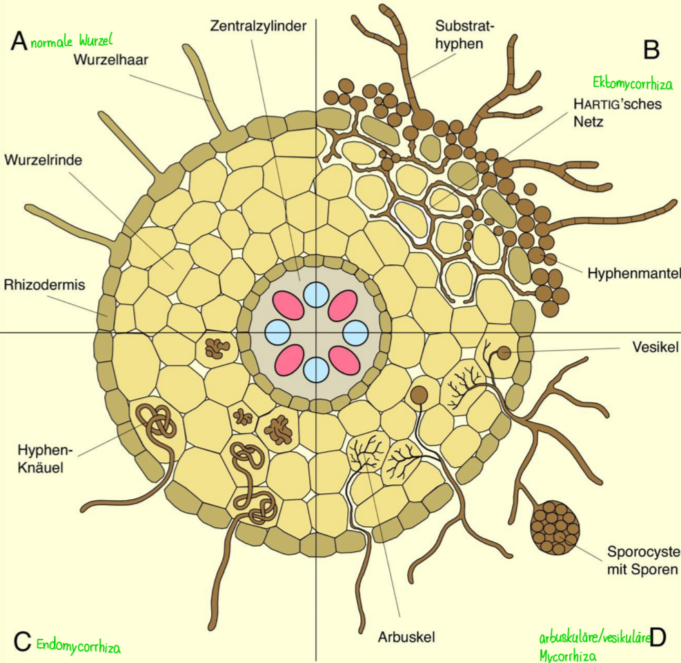 <ul><li><p>Ektomycorrhiza: Pilzhyphen umspinnen Wurzelenden (Hartigisches Netz) & dringen höchstens bis in Interzellularräume der Wurzelrinde ein <span style="color: green;">(häufig Bäume)</span></p></li><li><p>Endomycorrhiza: Pilzhyphen wachsen in Zellen der Pflanzen <span style="color: green;">(Kräuter + Zwergsträucher) </span></p></li><li><p>Abuskuläre Mycorrhiza: Pilz dringt in Wurzelzellen ein & bildet bäumchenartige Verzweigungen → <span style="color: green;">Arbuskeln</span></p></li></ul><p></p>