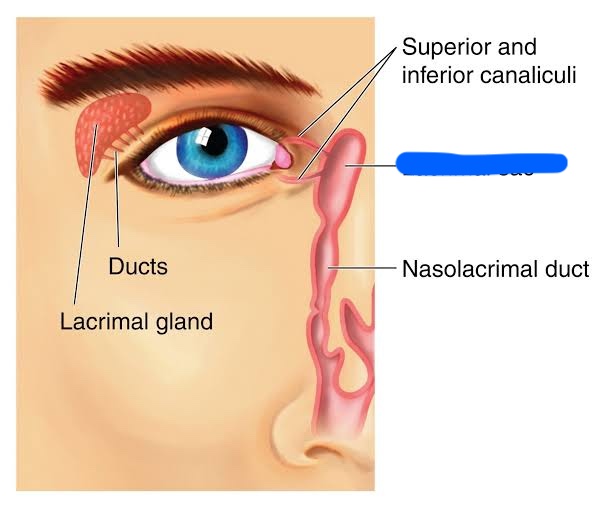 <p>pink sac on medial side of eye</p>