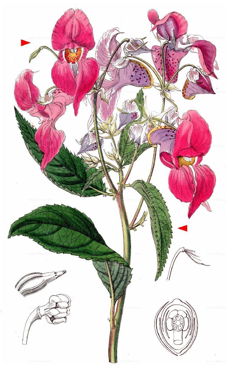 <p>Drüsiges Springkraut</p>