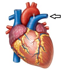 <p>from heart to lungs (oxygen-poor; low O2)</p>