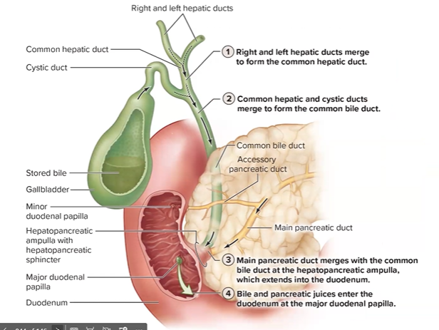 <p>Distinguish between the exocrine and endocrine functions of the pancreas. </p><p>What hormones come from the pancreas and what are their functions? </p><p>What enzymes come from the pancreas and what are their functions? </p><p>Describe the composition and function(s) of pancreatic juice</p>
