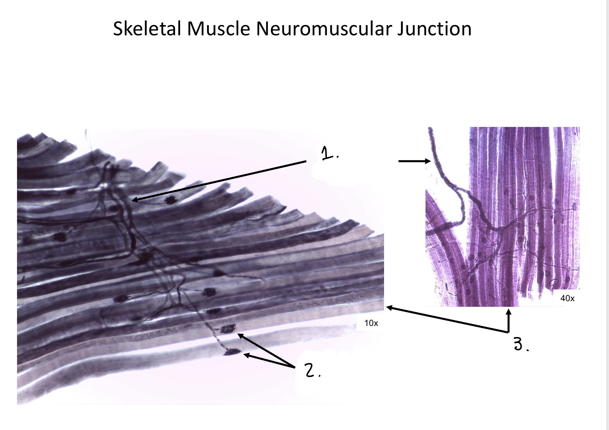 term image