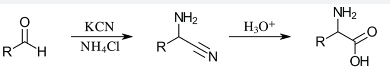 <ul><li><p><strong>Turn an aldehyde into an aminonitrile</strong> (a carbon with both an amine group and a nitrile group).</p></li><li><p>Turn that nitrile into a carboxylic acid.</p></li><li><p>A method for synthesizing amino acids from aldehydes using ammonia and potassium cyanide. </p></li><li><p>1. Imine formation (The aldehyde reacts with ammonia to form an <strong>imine</strong> (a carbon double-bonded to nitrogen) releasing a water molecule.)</p></li><li><p>2. Nucleophilic attack (The cyanide ion (<span>$\text{CN}^-$</span>) acts as a nucleophile and attacks the electrophilic imine carbon. This forms an <strong>aminonitrile</strong> intermediate.)</p></li><li><p>3. Hydrolysis (strong acid and heat added)</p></li><li><p>Produces racemic mixture!</p></li></ul><p></p>