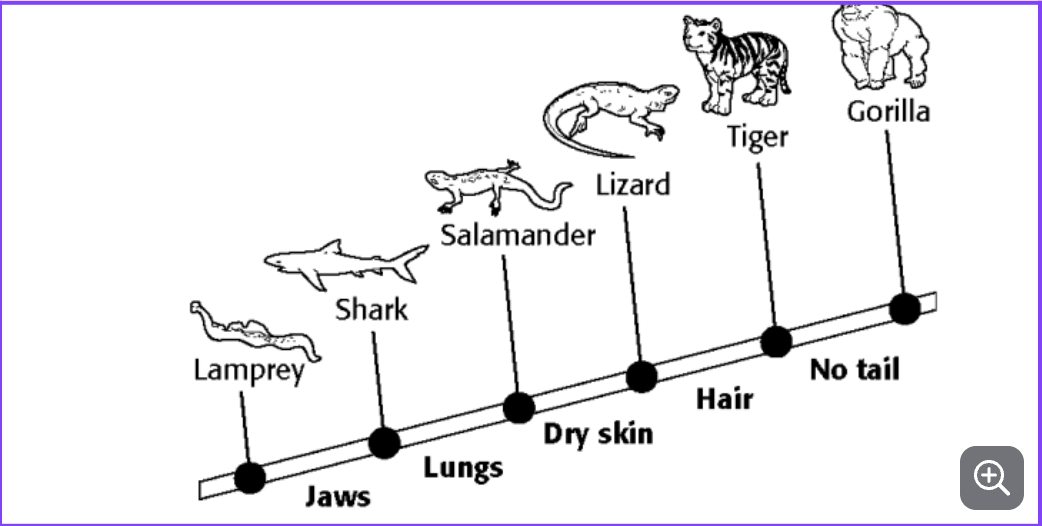 <p><span>Refer to the illustration above. Each particular feature, such as dry skin, that is used to assign an organism to a group is called a</span></p>