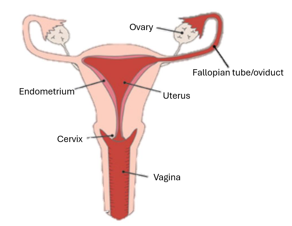 <p>label the front profile of the female reproductive system</p>