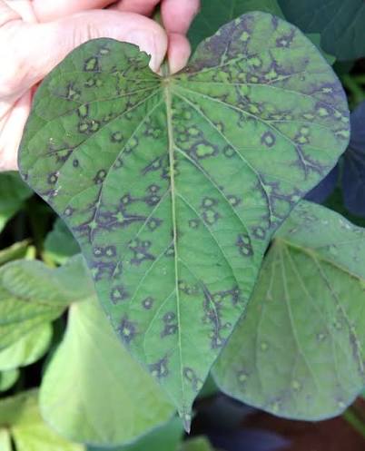 <p>symptom comrising of light and dark areas in an irregular pattern, usually caused by a virus; interchanged with mosaic often. Image sweetpotato feathery mottle.</p>