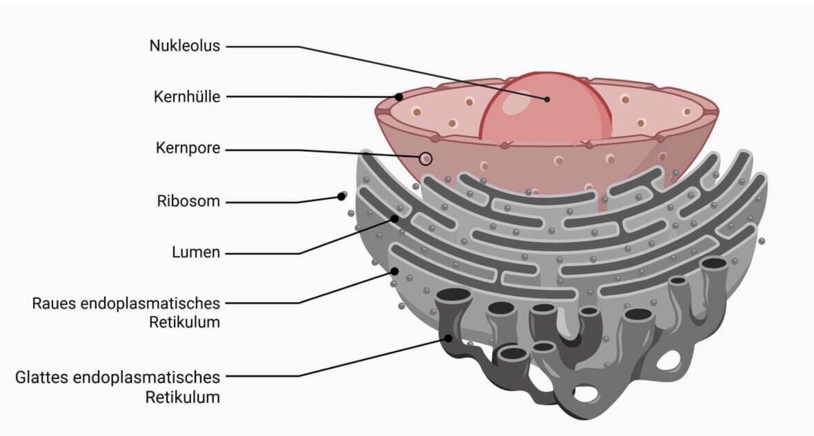 <p><strong>Form:</strong> stark verzweigtes System aus Hohlräumen & Kanälchen</p><p><strong>Vorkommen:</strong> von Kernhülle ausgehend, verteilt im ganzen Zytoplasma (außer bei Erythrozyten)</p><p><strong>Aufgabe:</strong> </p><ul><li><p>Raues ER: Proteinsynthese (mithilfe gebundener Ribosomen) & Weiterleitung ans Golgi</p></li><li><p>Glattes ER: Lipidsynthese, Entgiftung & Calciumspeicherung</p></li><li><p>Transport von Stoffen innerhalb der Zelle via Vesikel</p></li></ul><p><strong>Merke:</strong> es gibt „rauhes ER“ & „glattes ER“</p>