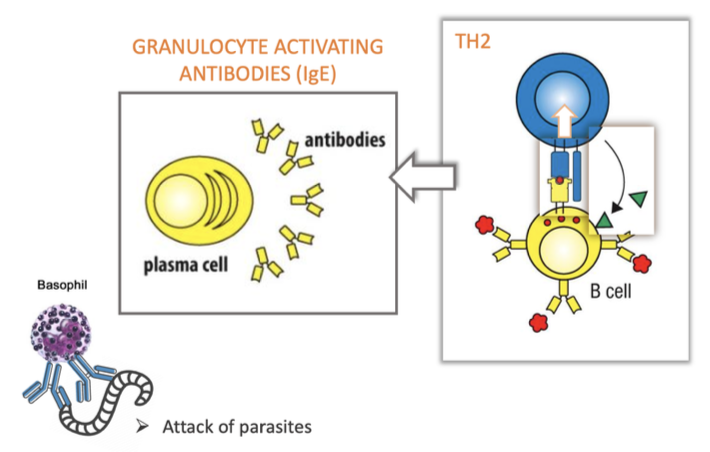 <p><span><em>Driven by IL-4 → instructs B cells to produce IgE (granulocyte-activating antibodies) → mobilises granulocytes → eliminates parasites</em></span></p>