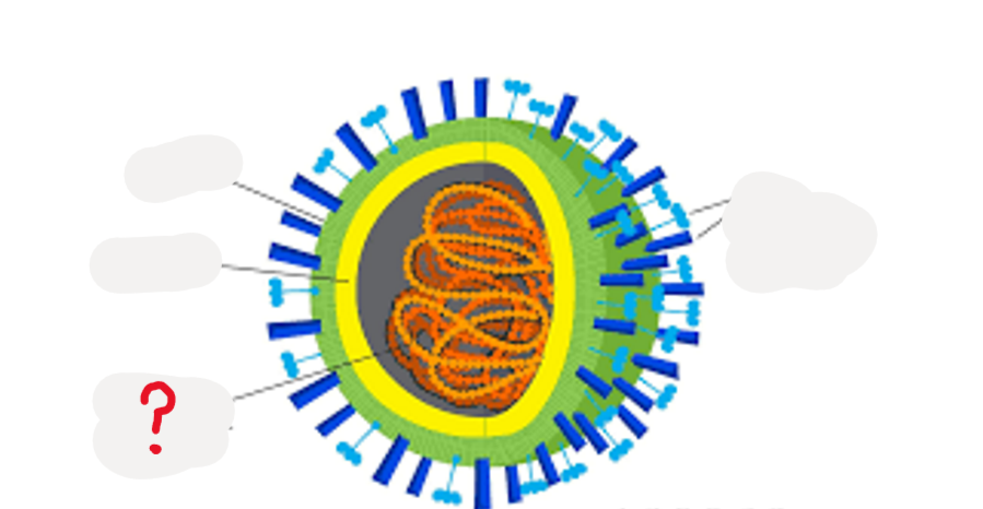 <p>What is this part of a virus?</p>