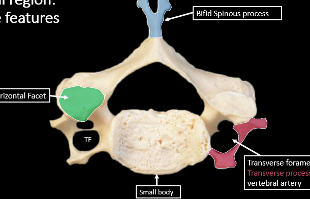 <p>Transverse Foramen and Unique Features in Cerivical Region</p>
