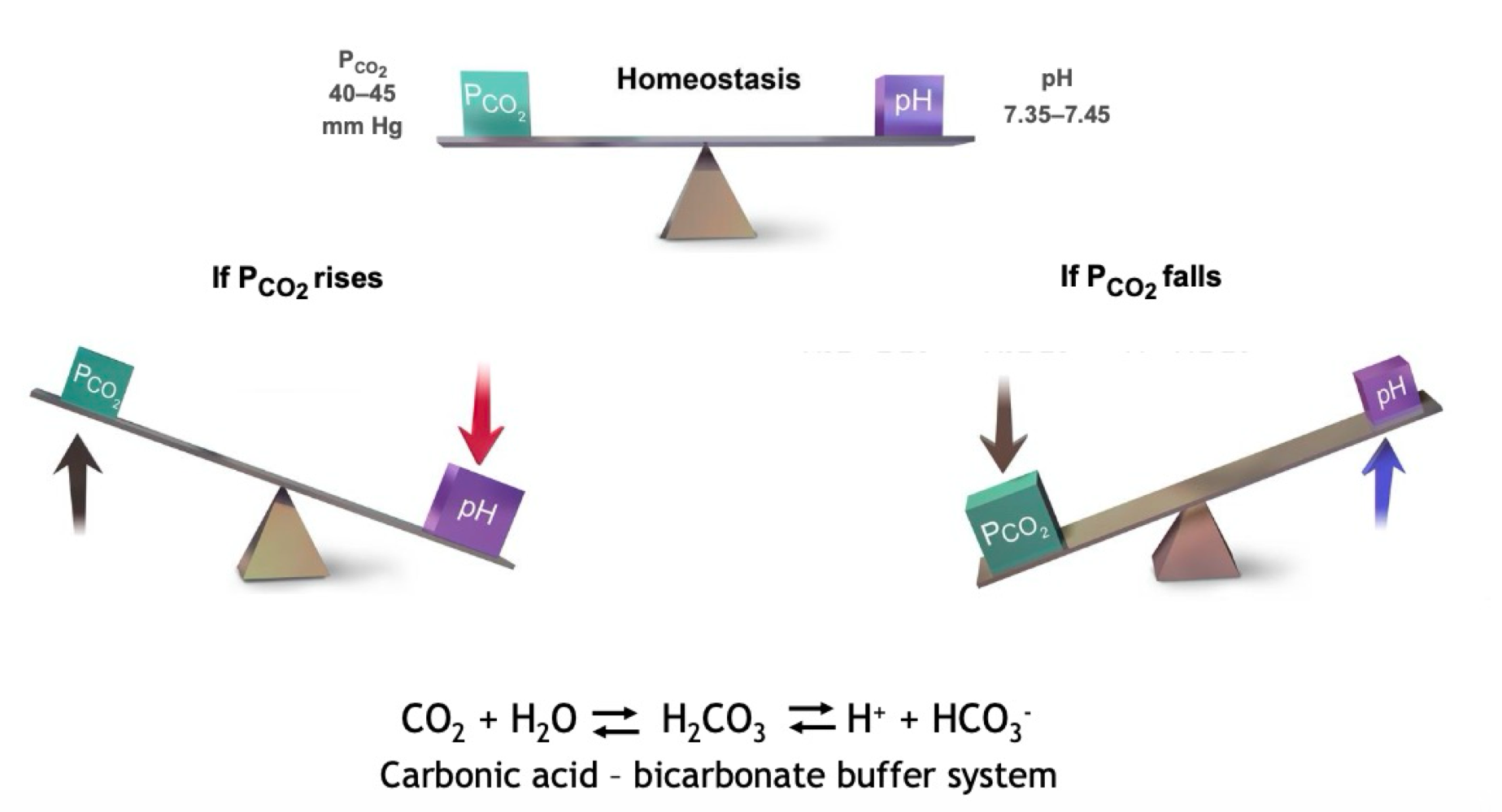<ul><li><p>An increase in PCO2 will cause pH to be lower a according to the carbonic acid-bicarbonate system, more H+ ions will be produced. </p></li><li><p>With the same principle PCO2 falling will cause pH to increase as bicarbonate will bind to the H+ ions causing their conversion back to CO2</p></li></ul><p></p><p>→ System has a homeostasis</p><p></p>