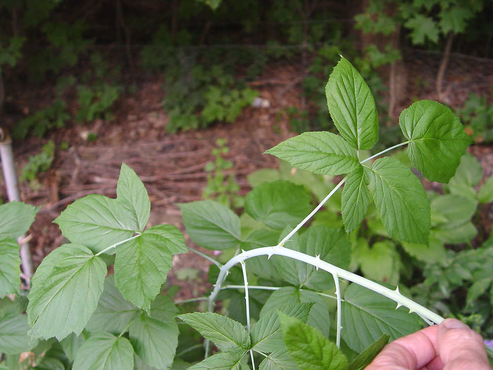 <p>Rosaceae <em>Rubus occidentalis</em></p>