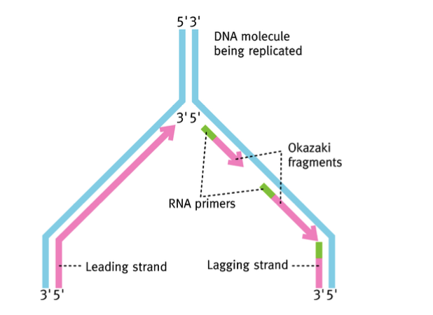 <p>Oui, mais uniquement pour le brin attardé (lagging strand). La réplication ne pose aucun problème pour le brin de tête (leading strand), qui est celui situé dans le sens de lecture de l’ADN. </p>