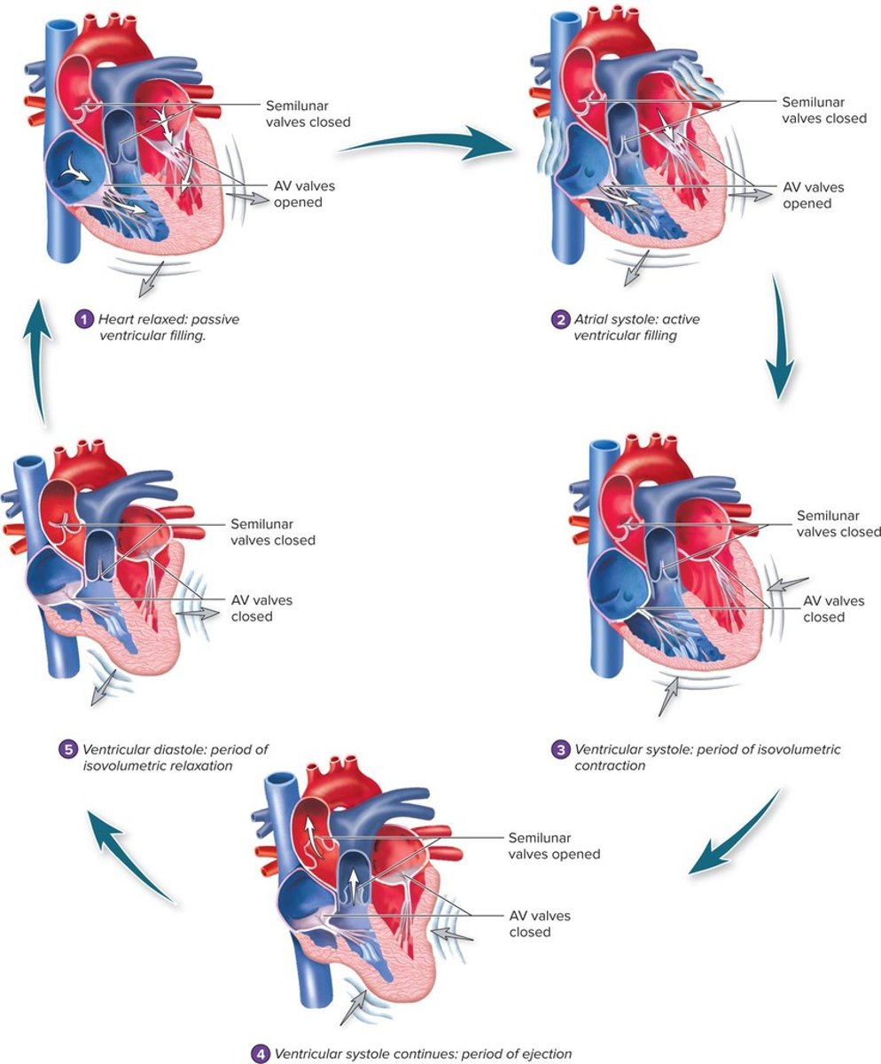 <p>The contraction phase of the heart chambers.</p>