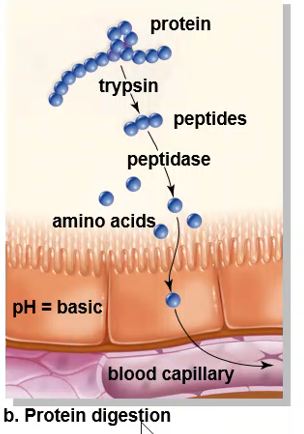 <p>Protein Digestion </p>